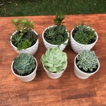 Succulent Table Tops