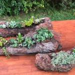 Succulent Logs (8)