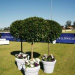 Topiary with white pot covers and underplanting of flowers