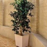 ficus outdoor white pot cropped